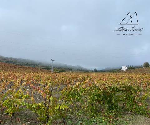 Quinta Tabuaço 7,7ha