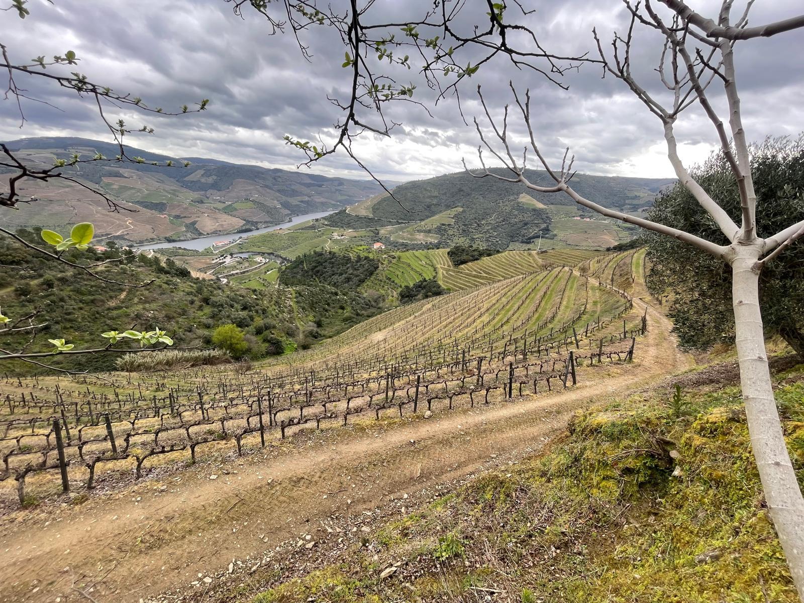 Quinta 10ha Douro Vinhateiro