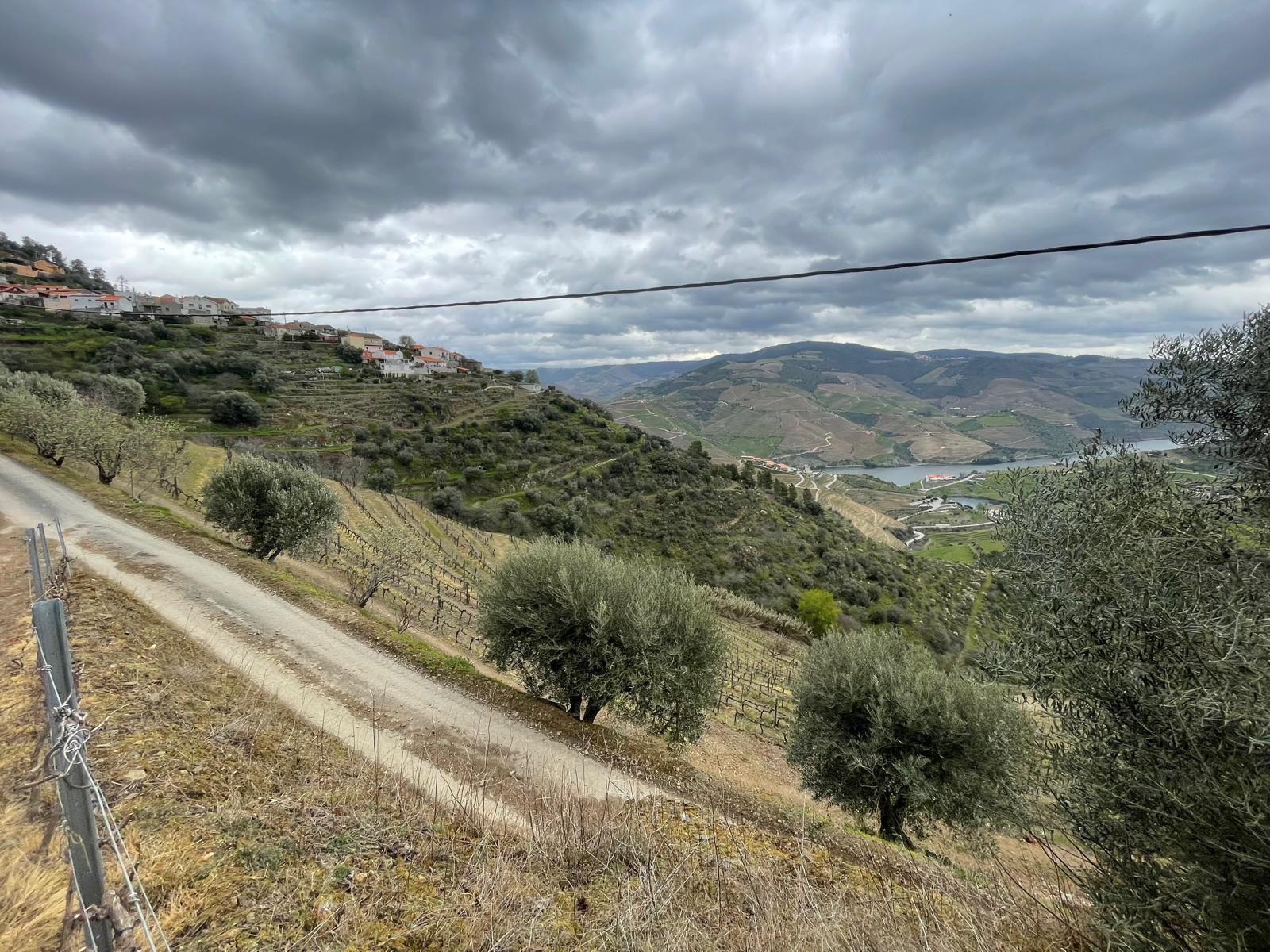 Quinta 10ha Douro Vinhateiro
