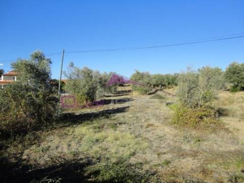 Terreno rústico com 6500 m2, próximo da cidade de Torres Novas