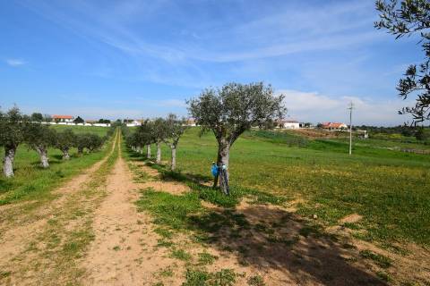 Conjunto de 2 terrenos rústicos com área total de 55.760 m2, a 10 minutos de Torres Novas.