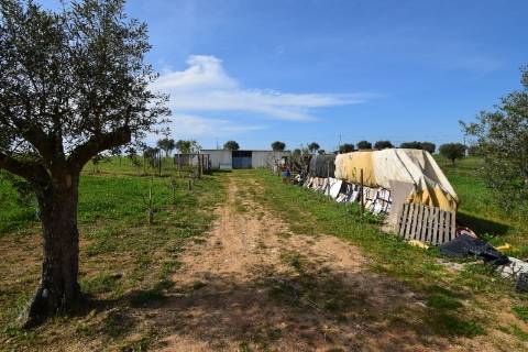 Conjunto de 2 terrenos rústicos com área total de 55.760 m2, a 10 minutos de Torres Novas.