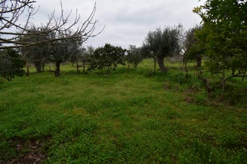Conjunto de 2 terrenos rústicos com moradia térrea T2 localizado nas Mouriscas