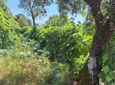 Moradia com terreno de vinha e Olival a 5 km dos Passadiços do Paiva