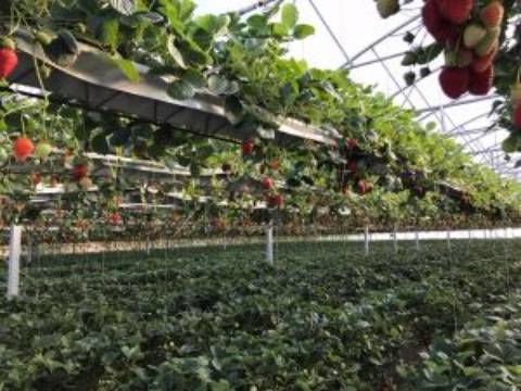 Quinta com unidade de produção em Estufa
