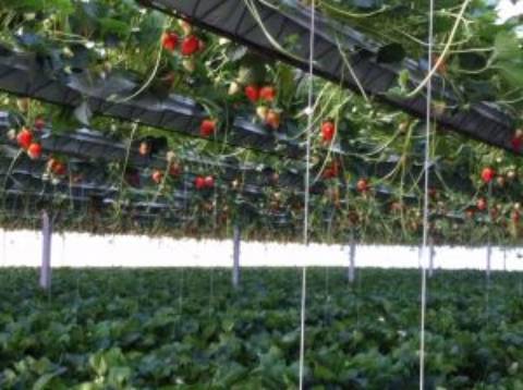 Quinta com unidade de produção em Estufa