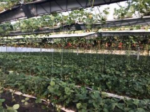 Quinta com unidade de produção em Estufa