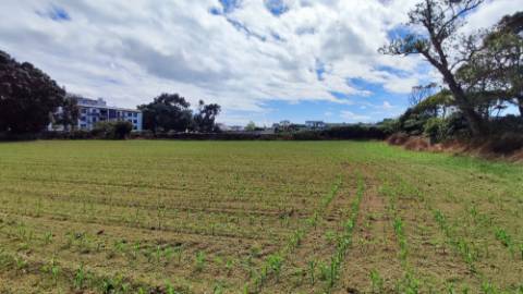VENDA conjunta de 5 TERRENOS com potencial para construção em Ponta Delgada, Ilha de São Miguel, Açores