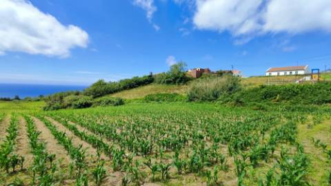 VENDA de TERRENO rústico com vista mar - Ribeira Funda, Fenais da Ajuda, Ribeira Grande, Ilha de São Miguel, Açores