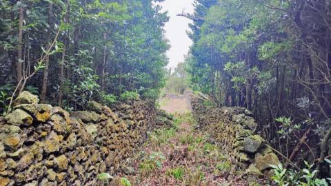 TERRENO para VENDA - São Vicente Ferreira, Ponta Delgada, Ilha de São Miguel, Açores