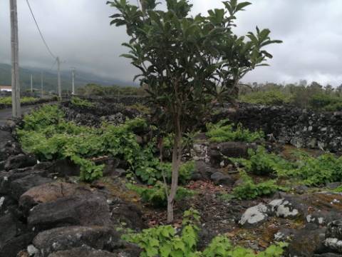 VENDE-SE MORADIA COM ADEGA DE PEDRA NA GINGEIRA EM SÃO MATEUS, MADALENA DO PICO!