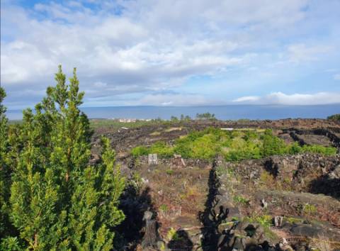 VENDE-SE TERRENO COM MOINHO, EM SANTA LUZIA - SÃO ROQUE DO PICO