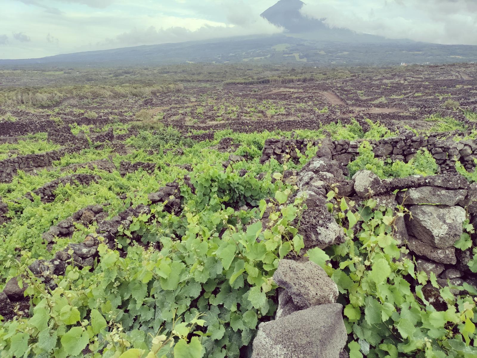 VENDE-SE TERRENO DE VINHAS COM VISTAS PANORÂMICAS NAS BANDEIRAS, MADALENA DO PICO