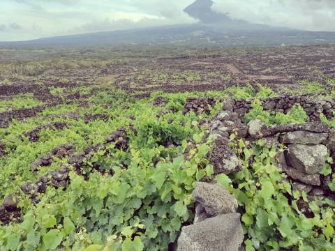 VENDE-SE TERRENO DE VINHAS COM VISTAS PANORÂMICAS NAS BANDEIRAS, MADALENA DO PICO