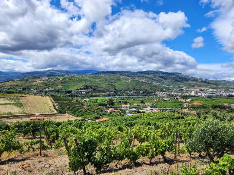 Quinta Vinícola com PIP em Apreciação para Boutique Hotel