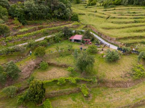 Terreno de 10.000 m2 em Parada de Cunhos, Vila Real