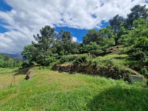 Terreno de 10.000 m2 em Parada de Cunhos, Vila Real