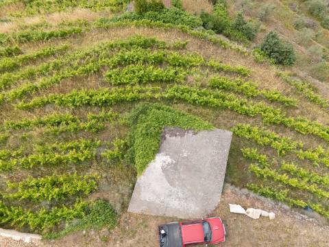 Propriedade com Vinha, Oliveiras, Três Edificações e Água Própria