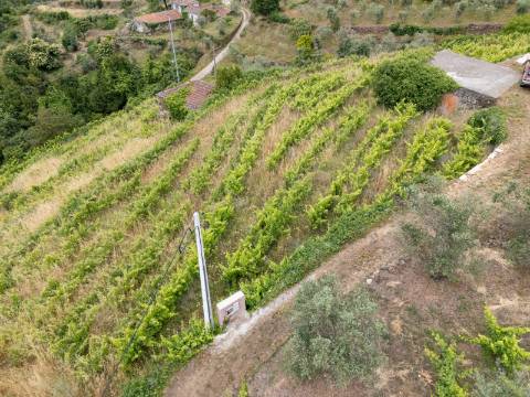 Propriedade com Vinha, Oliveiras, Três Edificações e Água Própria
