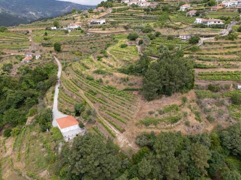 Propriedade com Vinha, Oliveiras, Três Edificações e Água Própria