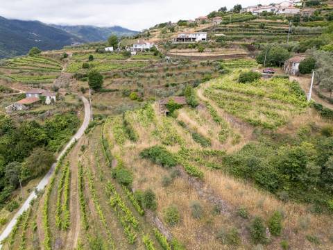 Propriedade com Vinha, Oliveiras, Três Edificações e Água Própria