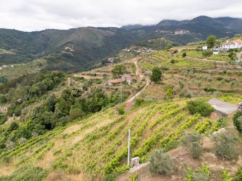 Propriedade com Vinha, Oliveiras, Três Edificações e Água Própria