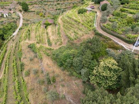 Propriedade com Vinha, Oliveiras, Três Edificações e Água Própria