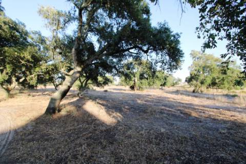 Quinta com 40.000m2 em Olhos de Água, Palmela
