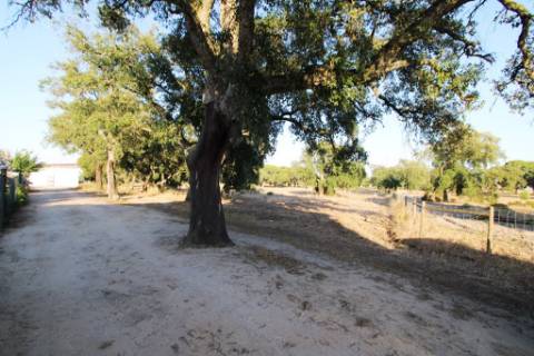 Quinta com 40.000m2 em Olhos de Água, Palmela