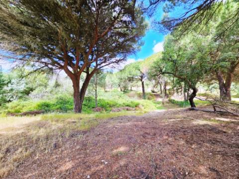 Lote de Terreno de 33.300m2, com lagoa, na Mata do Duque 1, Santo Estevão