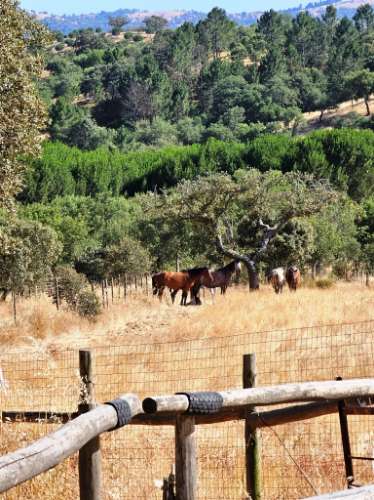 Herdade equestre com moradia T5 e piscina, 93,5ha, em Ourique, Alentejo
