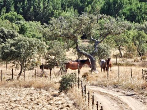 Herdade equestre com moradia T5 e piscina, 93,5ha, em Ourique, Alentejo