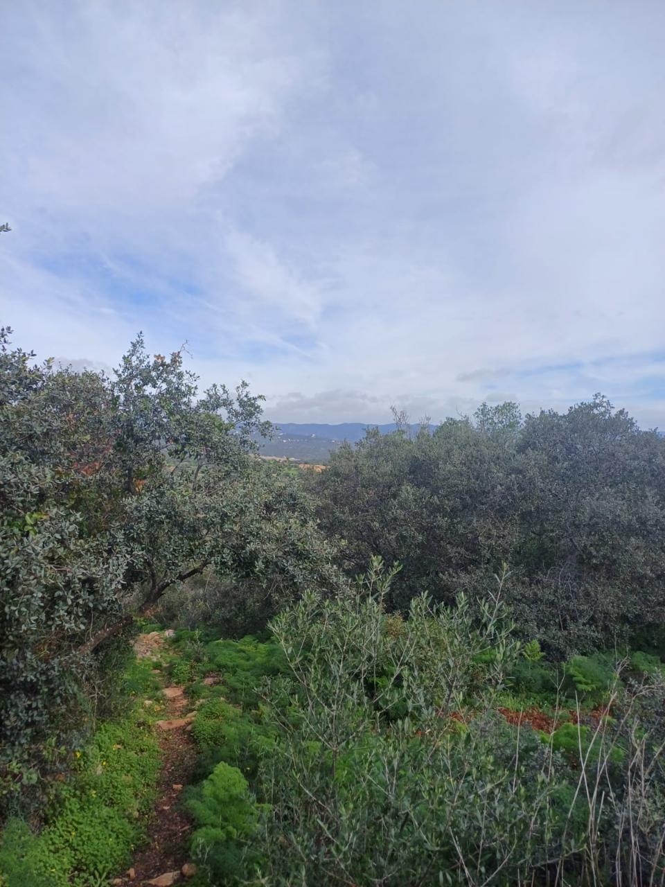 Terreno misto com ruina. Barranco de São Miguel.