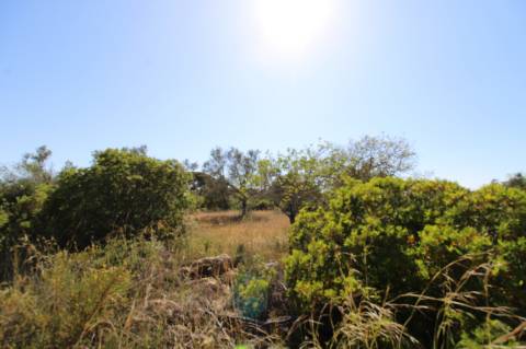 Terreno Rustico