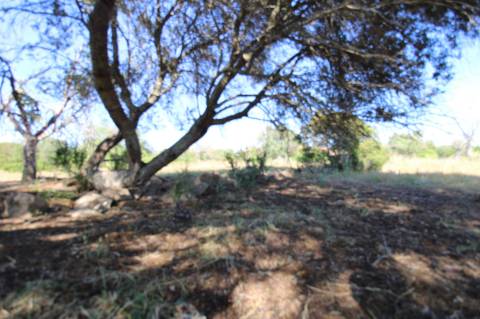 Terreno Rustico.