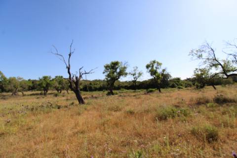 Terreno Rustico.