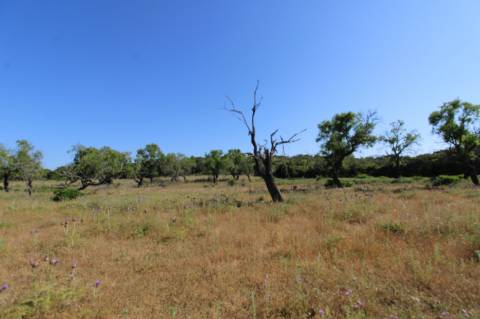 Terreno Rustico.