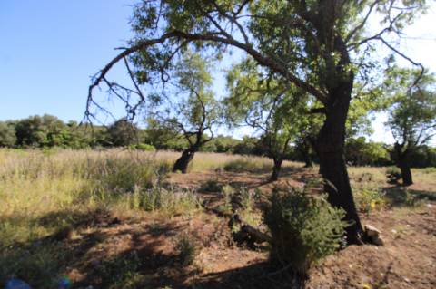 Terreno Rustico.
