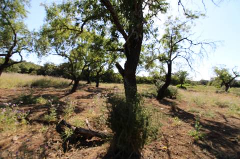 Terreno Rustico.