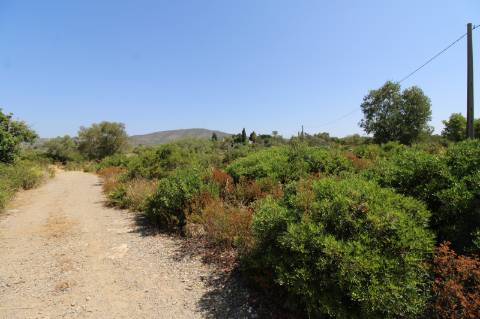 Terreno Rústico com 21.560 m² em Quelfes, Olhão