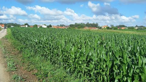 Terreno para Construção