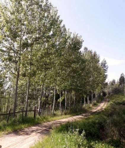 Quinta com 25.000 m²