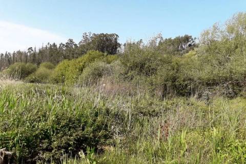Quinta com 25.000 m²