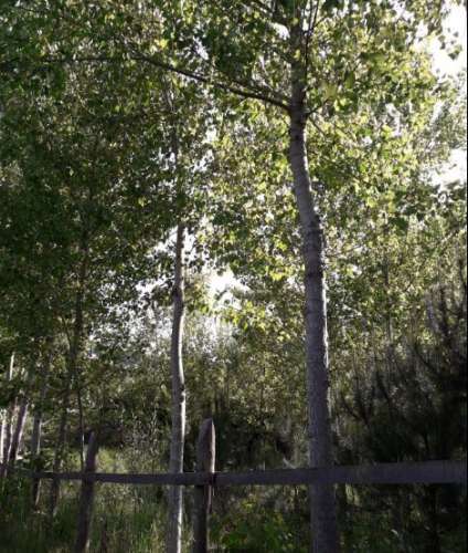 Quinta com 25.000 m²
