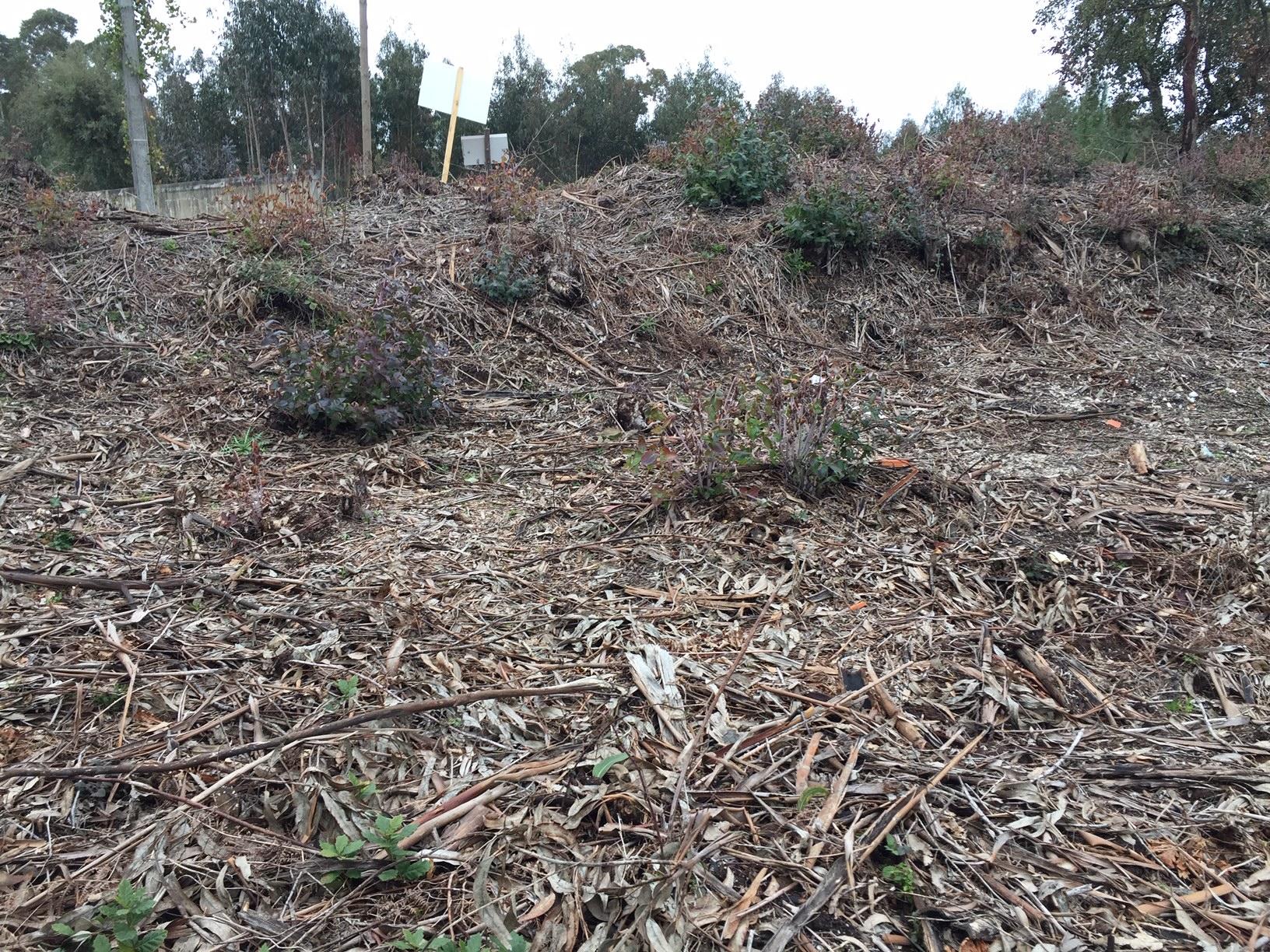 Terreno com possibilidade de construção