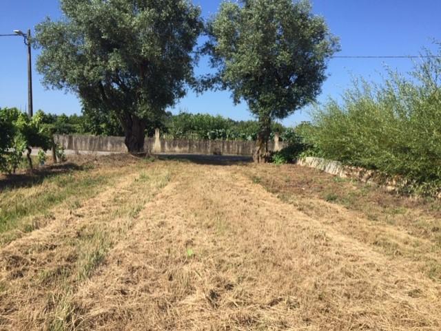 Terreno Misto