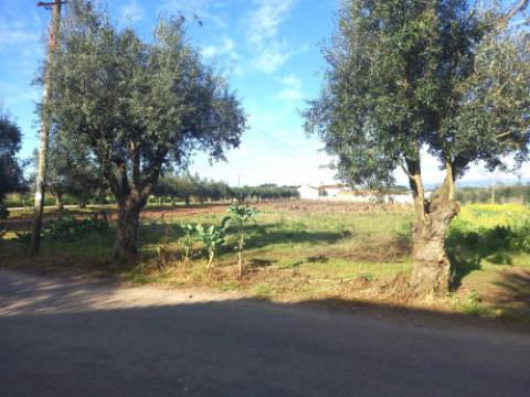 Terreno Misto
