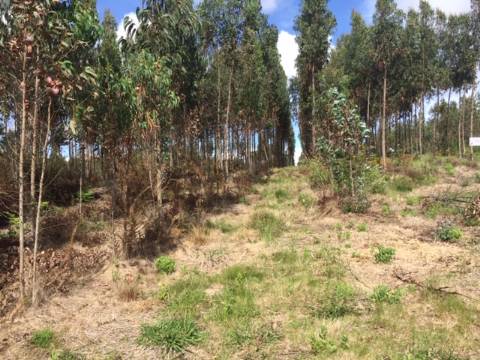 Terreno para exploração florestal