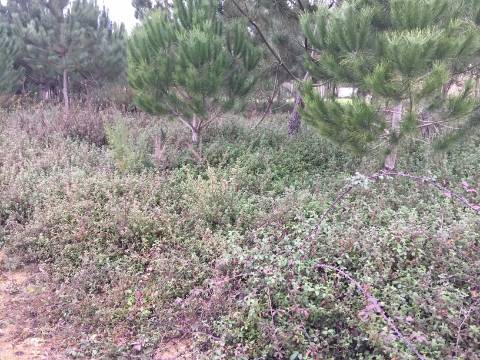 Terreno