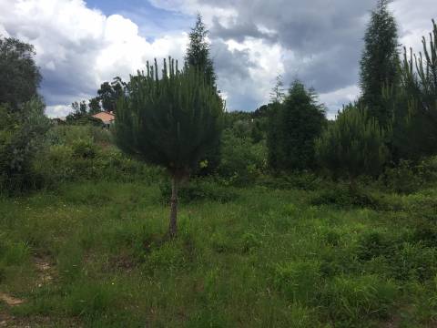 Quinta Agrícola